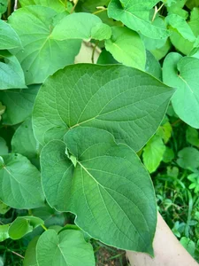The Humble Wild Leaf That Turns Into a Goldmine in Two Months - image 8