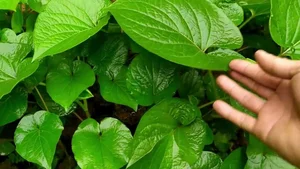 The Humble Wild Leaf That Turns Into a Goldmine in Two Months - image 2