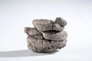 Incredible Discovery: Ancient Dinosaur Fossils Unearthed Beneath Museum Parking Lot - image 6