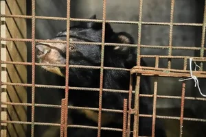 Successful Rescue of Endangered Moon Bear from Wildlife Trade - image 4