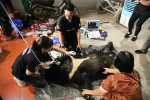 Successful Rescue of Endangered Moon Bear from Wildlife Trade - image 2