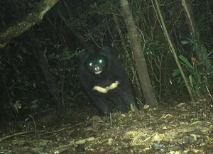 Successful Rescue of Endangered Moon Bear from Wildlife Trade - image 0