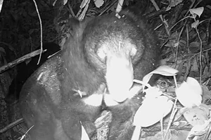 Successful Rescue of Endangered Moon Bear from Wildlife Trade - image 1