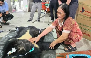 Successful Rescue of Endangered Moon Bear from Wildlife Trade - image 3