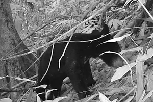 Successful Rescue of Endangered Moon Bear from Wildlife Trade - image 6