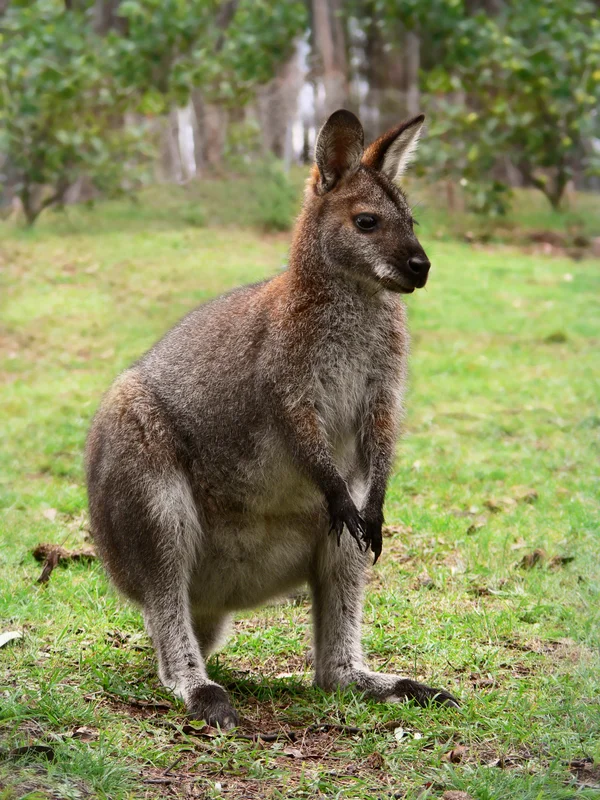 Rare Wildlife Spotted Roaming Freely in Residential Gardens