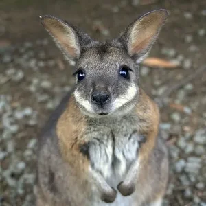 Rare Wildlife Spotted Roaming Freely in Residential Gardens - image 1