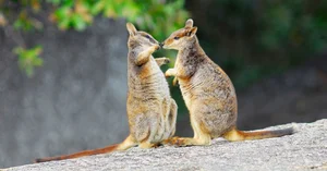 Rare Wildlife Spotted Roaming Freely in Residential Gardens - image 4