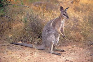 Rare Wildlife Spotted Roaming Freely in Residential Gardens - image 2