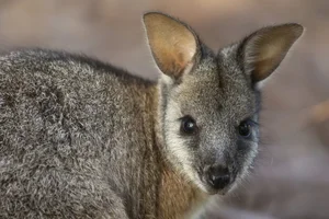 Rare Wildlife Spotted Roaming Freely in Residential Gardens - image 7