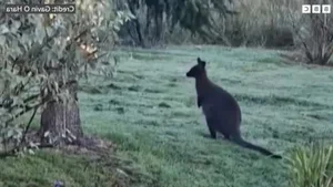 Rare Wildlife Spotted Roaming Freely in Residential Gardens - image 5