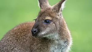 Rare Wildlife Spotted Roaming Freely in Residential Gardens - image 3