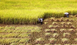 Capturing Serenity: A Visual Journey Through the Peaceful Daily Life in China - image 7