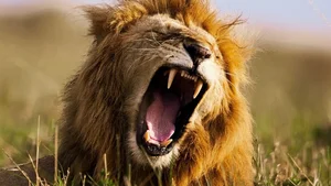 Decoding the King of Beasts: How AI is Unlocking the Secrets of Lion Roars - image 9
