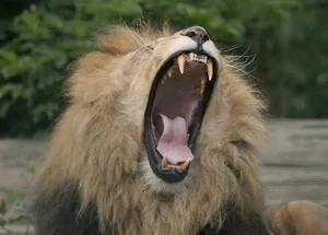 Decoding the King of Beasts: How AI is Unlocking the Secrets of Lion Roars - image 10