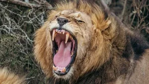 Decoding the King of Beasts: How AI is Unlocking the Secrets of Lion Roars - image 3