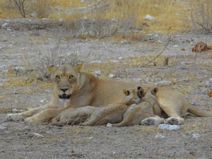 Decoding the King of Beasts: How AI is Unlocking the Secrets of Lion Roars - image 7