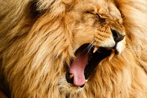 Decoding the King of Beasts: How AI is Unlocking the Secrets of Lion Roars - image 8