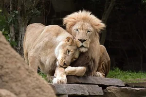 Decoding the King of Beasts: How AI is Unlocking the Secrets of Lion Roars - image 0