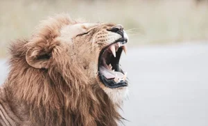 Decoding the King of Beasts: How AI is Unlocking the Secrets of Lion Roars - image 4