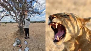 Decoding the King of Beasts: How AI is Unlocking the Secrets of Lion Roars - image 6