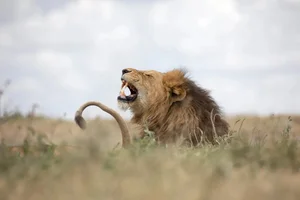 Decoding the King of Beasts: How AI is Unlocking the Secrets of Lion Roars - image 2