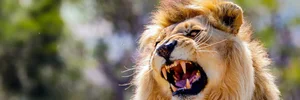 Decoding the King of Beasts: How AI is Unlocking the Secrets of Lion Roars - image 5