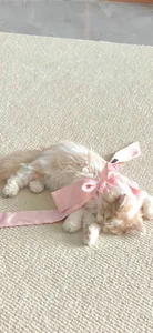 Cute Wallpapers Collection: 78+ Adorable and Sweet Backgrounds - image 33