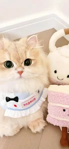 Cute Wallpapers Collection: 78+ Adorable and Sweet Backgrounds - image 32