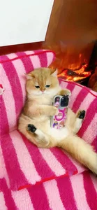 Cute Wallpapers Collection: 78+ Adorable and Sweet Backgrounds - image 9
