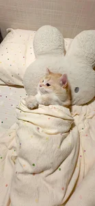 Cute Wallpapers Collection: 78+ Adorable and Sweet Backgrounds - image 1