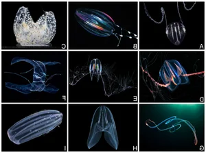 Scientific Discovery: Uncovering the First Animal to Ever Inhabit Earth - image 2