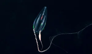 Scientific Discovery: Uncovering the First Animal to Ever Inhabit Earth - image 3