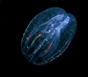 Scientific Discovery: Uncovering the First Animal to Ever Inhabit Earth - image 5