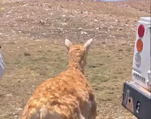 World's First Spy Robot Wildebeest Successfully Infiltrates Herd - image 2