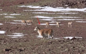 World's First Spy Robot Wildebeest Successfully Infiltrates Herd - image 3