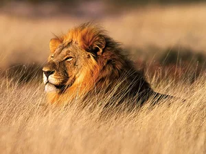 The Most Notorious Courting Strategies in the Animal Kingdom - image 4