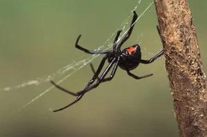 The Most Notorious Courting Strategies in the Animal Kingdom - image 2