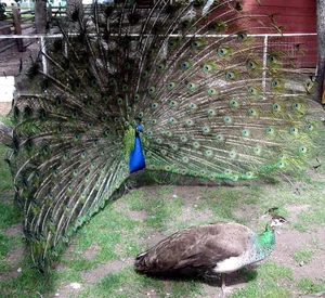 The Most Notorious Courting Strategies in the Animal Kingdom - image 3