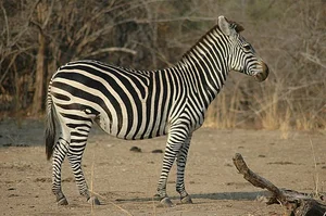The Most Notorious Courting Strategies in the Animal Kingdom - image 1