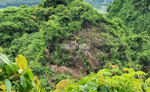 Environmental Alarm: The Devastating Impact of Forest Destruction - image 1