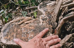 Environmental Alarm: The Devastating Impact of Forest Destruction - image 0