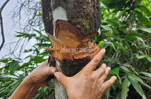 Environmental Alarm: The Devastating Impact of Forest Destruction - image 4