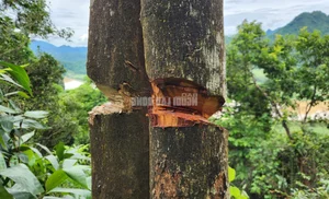 Environmental Alarm: The Devastating Impact of Forest Destruction - image 5