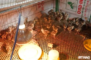 From Engineer to Multi-Millionaire: Success Story of Bird and Bee Farming - image 1