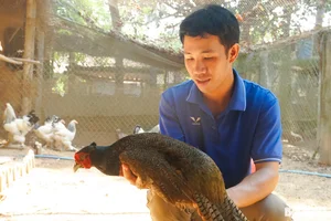 From Engineer to Multi-Millionaire: Success Story of Bird and Bee Farming - image 3