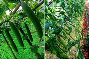 Office Worker Transforms Wetland into a Stunning Dream Garden and Pond - image 3