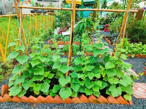 Office Worker Transforms Wetland into a Stunning Dream Garden and Pond - image 2