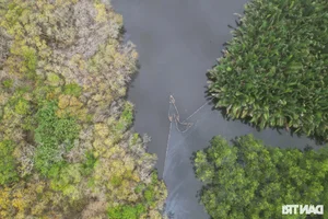 Discover the Mysterious Beauty of Ru Cha Submerged Forest in Hue - image 6