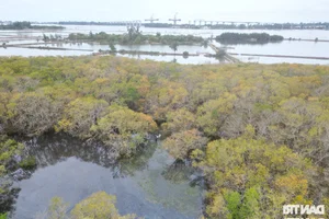 Discover the Mysterious Beauty of Ru Cha Submerged Forest in Hue - image 3